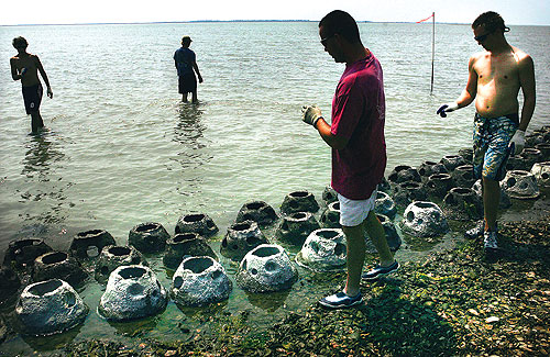 Jake Taylor, in the red shirt, of the Virginia Marine Resource  Commission and volunteer Carter Hanson  count the concrete balls that were placed in shallow water off the Eastern Shore on Wednesday. 

 
